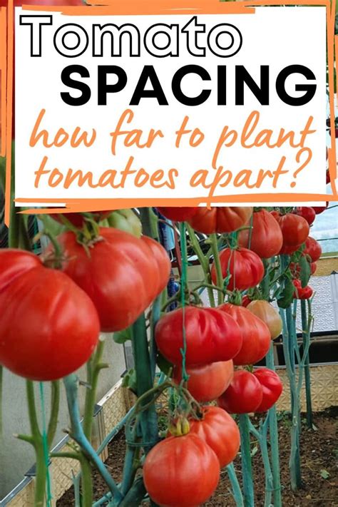 How Far Apart To Plant Tomatoes In A Vegetable Garden Artofit