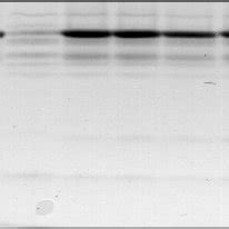 Nt Ub Efficiently Targets Substrates To The S Proteasome But