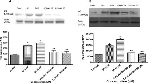 Figure 1 From Simvastatin Induces Heme Oxygenase 1 Via NF E2 Related