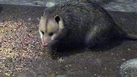 Opossum Breaks Into Liquor Store And Gets Drunk As A Skunk