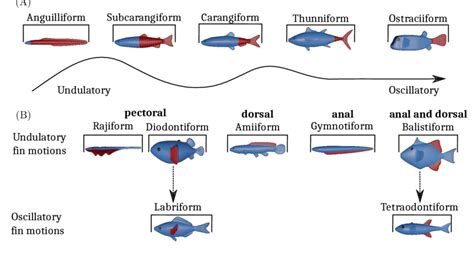 Locomotion Modes Of Fish Swimming Top Row A Represents Bcf Swimmers