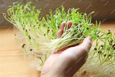 Premium Photo Freshly Harvested Water Spinach Hydroponic Microgreens