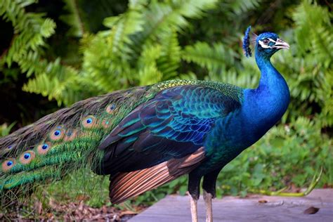 Exotic Wild Peacock In South Florida Flor Elizabeth Carrasco