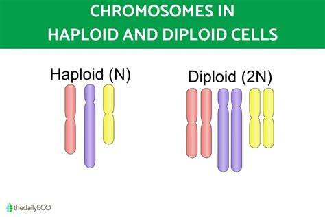 Difference Between Haploid And Diploid Cells With Diagrams