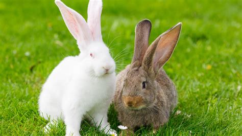 E. cuniculi and Your Rabbit | Companion Care 