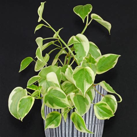 Cupid Peperomia Peperomia Scandens Variegata