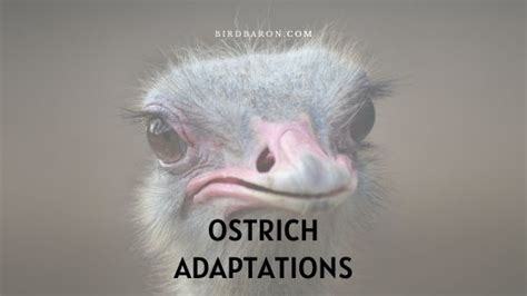 Ostrich Adaptations - How Do Ostriches Survive? - BirdBaron