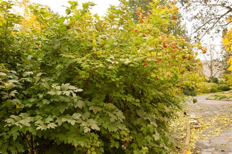 Wentworth American Cranberrybush Plant Something Montana