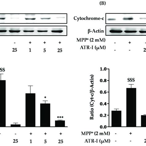 Effect Of ATR I On The MPP Induced P53 And Cytochrome C Release In