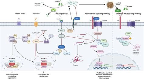 Frontiers From Attention Deficit Hyperactivity Disorder To Sporadic