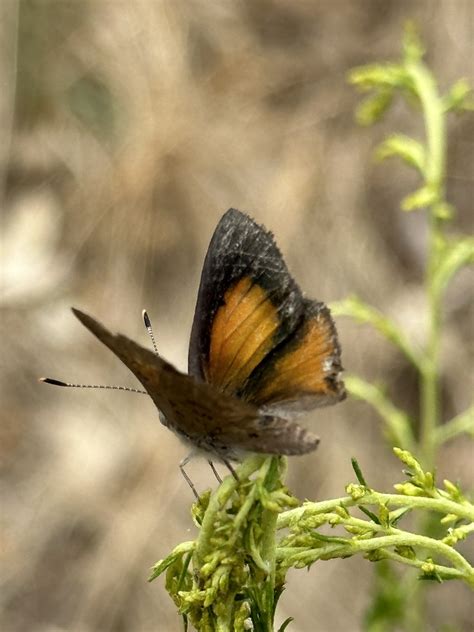 Eltham Copper Butterfly From Castlemaine Botanical Gardens Castlemaine