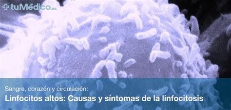 Linfocitos Altos Causas Y S Ntomas De La Linfocitosis