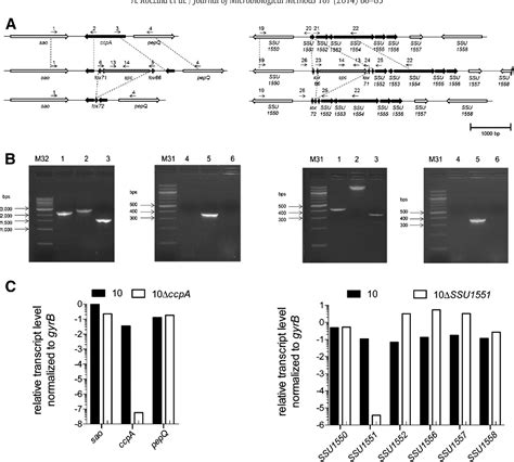 Figure 1 From Establishment Of A Cre Recombinase Based Mutagenesis