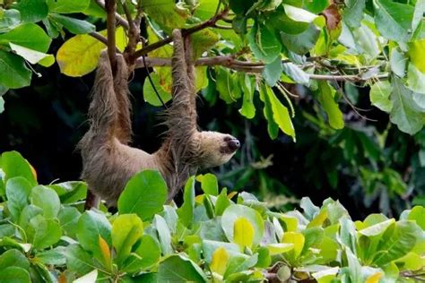 Sloth Facts For Kids Interesting Facts About Sloths