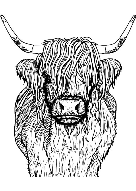 Highland Cow Coloring Page · Creative Fabrica