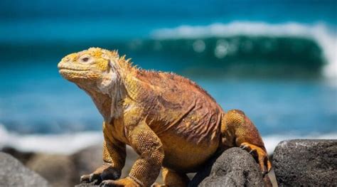 Descubre todo sobre las Islas Galápagos guía completa de qué hacer