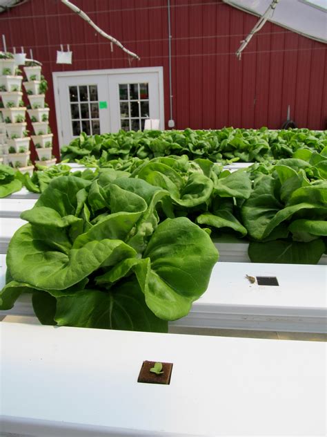 Planting Hydroponic Lettuce