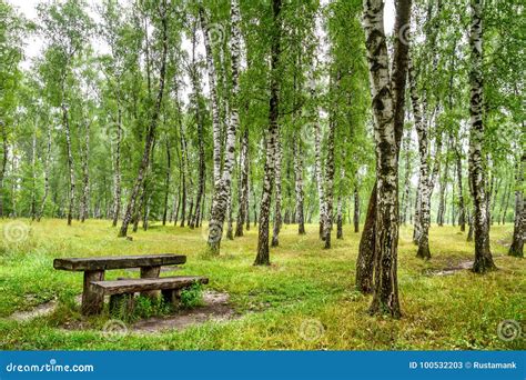 Birch Grove With A Bench And Table On Sunny Summer Day Stock Image