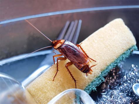 Your Ultimate Guide To Austin Home Pest Control Natran Green Pest Control Botanical Texas