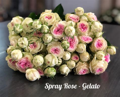 Spray Rose Gelatopm Bagala Bros Australia