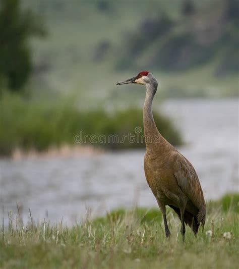 An Adult Sandhill Crane Facing Left At The River S Edge Stock Photo