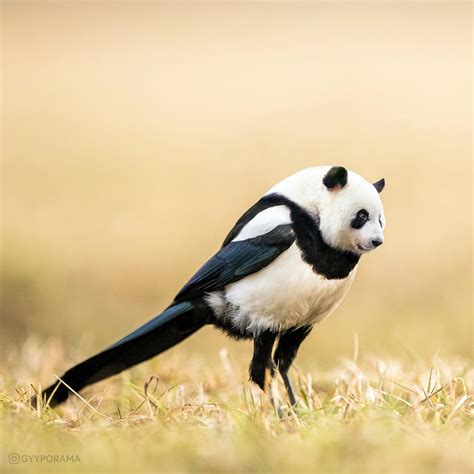 Pandabird : r/HybridAnimals