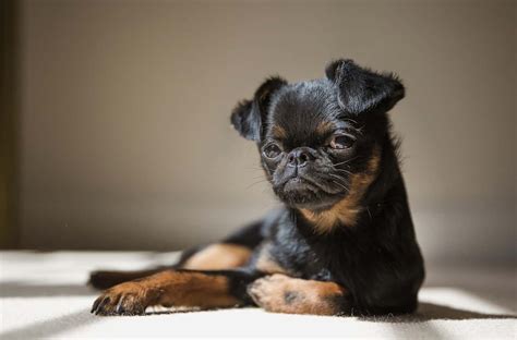 The Brussels Griffon Ultimate Breed Information Guide Your Dog Advisor