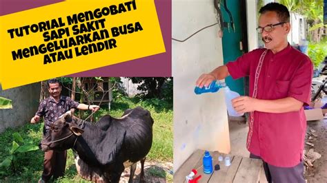 Cara Mengobati Sapi Sakit Mengeluarkan Busa Atau Lendir Youtube