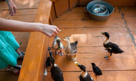 Alimentos Comunes Con Los Que Puedes Alimentar A Los Patitos Como