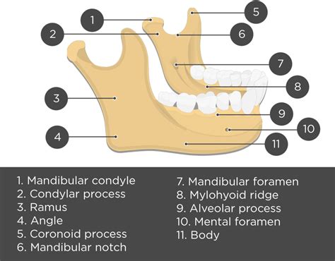 Mandible Bone Anatomy And Labeled Diagram GetBodySmart 53 OFF