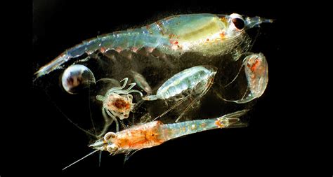 Scientists Say: Zooplankton