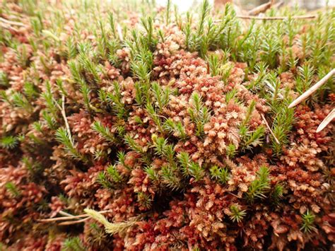 Bog Haircap Moss Bryophyta Mosses Of Vancouver Island Inaturalist Nz