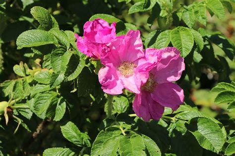 Apfelrose Kartoffelrose Hagebutte Rosa Rugosa Baumschule Horstmann