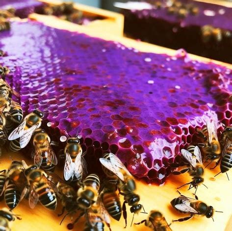 What is Purple Honey? Does Purple Honey Actually Exist? From Where To ...