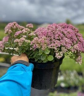Очиток - Sedum - Зелені Янголи