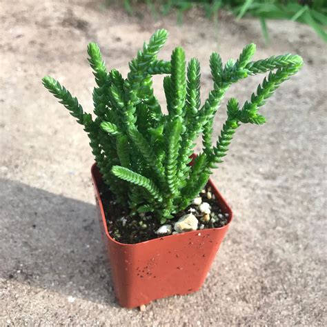 2 Succulent Watch Chain Crassula Muscosa