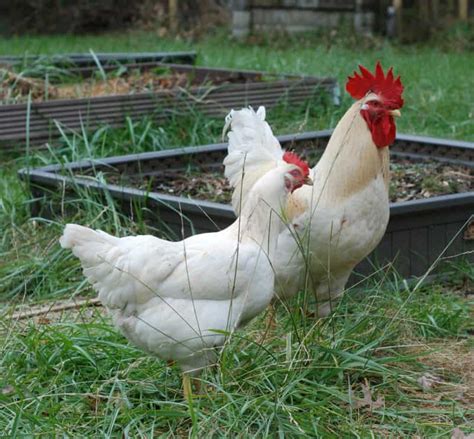 White Plymouth Rock Chicken Meet This Friendly Dual Purpose Chicken