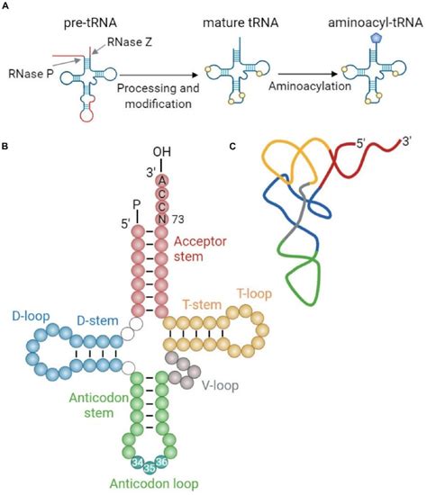 trna therapy   option   age  mrnas boc sciences