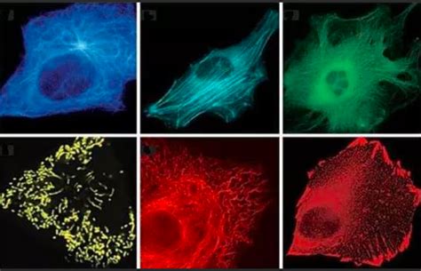 吲哚菁绿icg四甲基罗丹明tritc标记二氧化锰纳米粒icgtritc Mno2齐岳生物供应荧光纳米材料 Udp糖丨mof丨金属有机