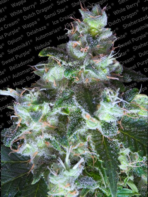 Original White Widow Ibl® Strain Paradise Seeds Cannapedia