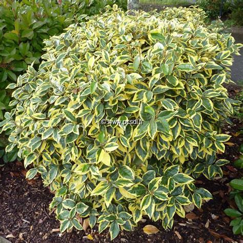 Elaeagnus X Ebbingei Gilt Edge C3L 30 40 Tous Les Arbustes