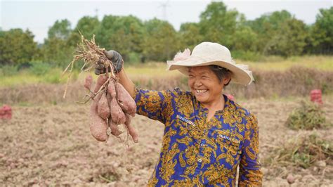 新华全媒湖北红安：小红薯迸发致富“大能量”种植户农户面积