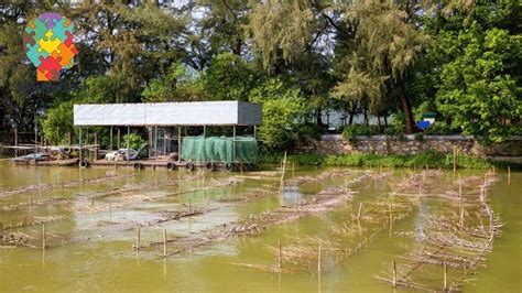 How To Start Prawn Farming Business Skillsandtech Skillsandtech