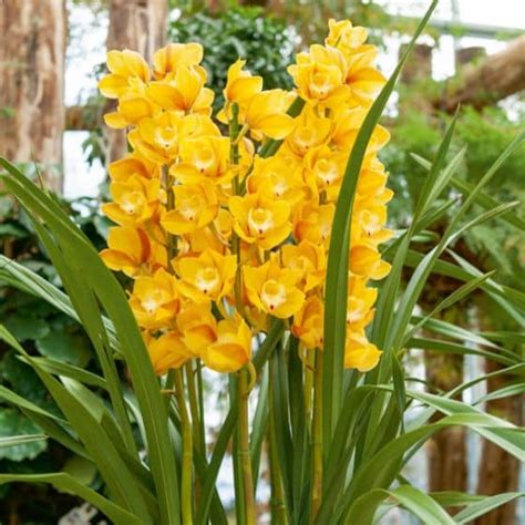 Orchidée Cymbidium Jardinerie Ferriere Fleurs