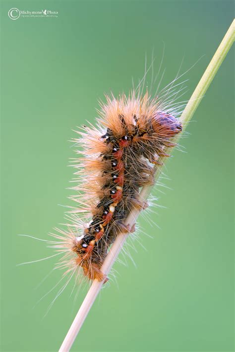 Acronicta Rumicis Bruco Di Falena Della Famiglia Noctuidae Flickr