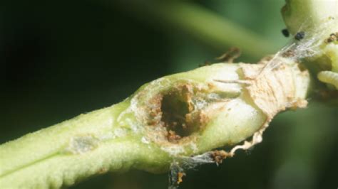 Bean Pod Borer Insects Syngenta Philippines