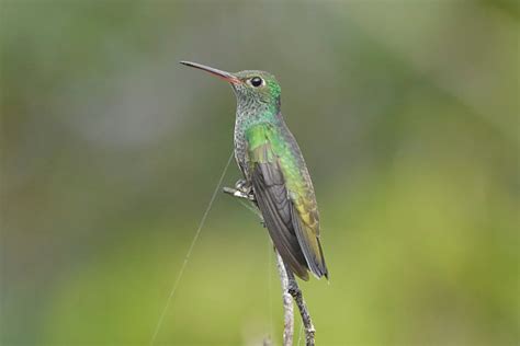 Foto Beija Flor De Garganta Verde Chionomesa Fimbriata Por Ricardo O