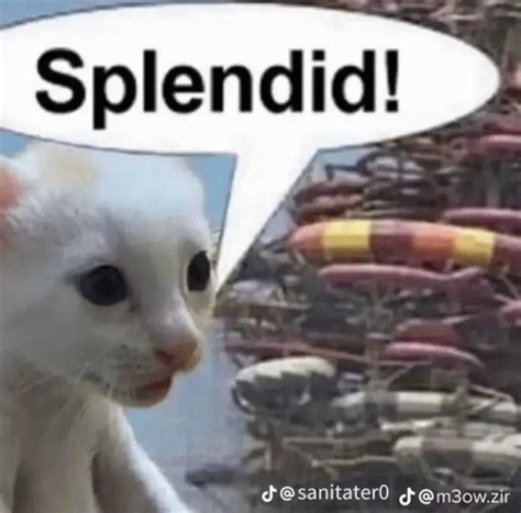 Cat Funni Cat Funni Discover Share GIFs