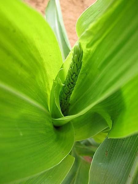 32 The Phenology Of Maize The Pueblo Farming Project