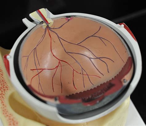 Human Anatomy Lab: Eye Models